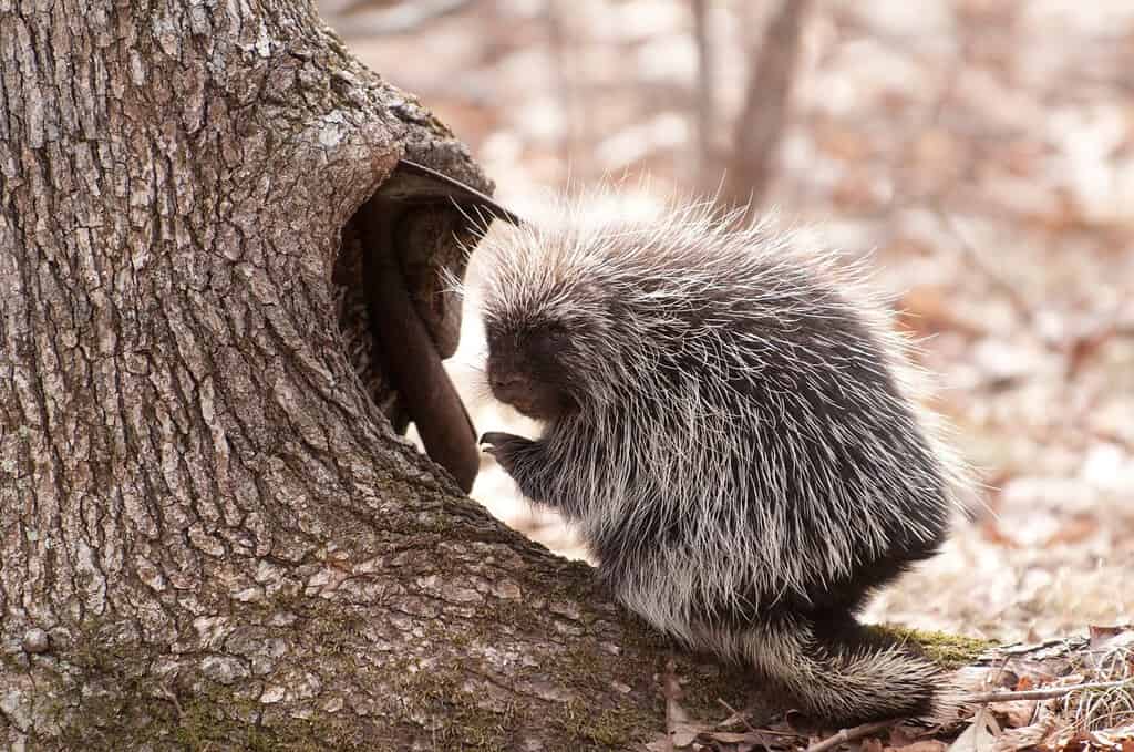 Porcupine at the Base of a Tree