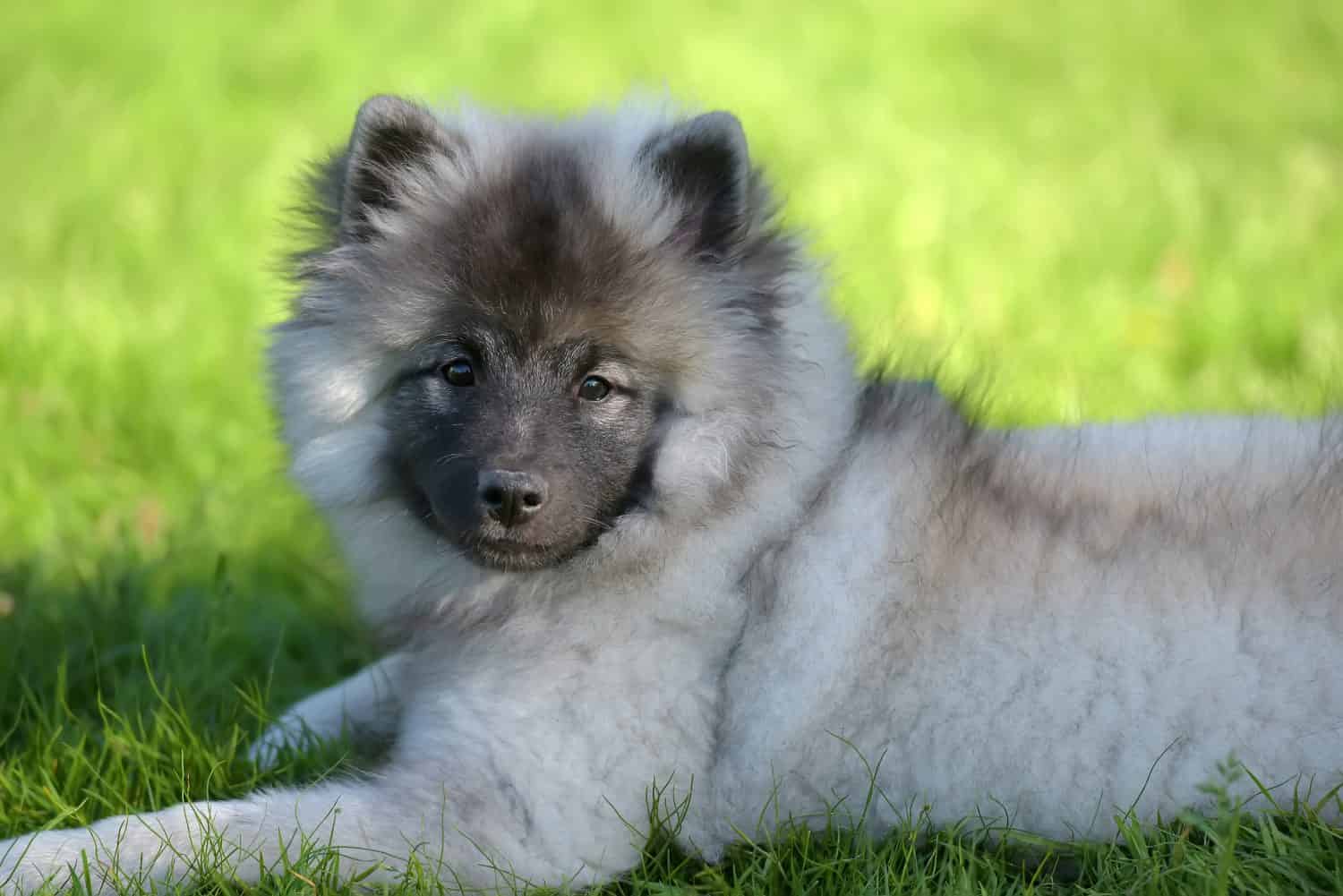 keeshond wolfspitz puppy happy in summer on green grass
