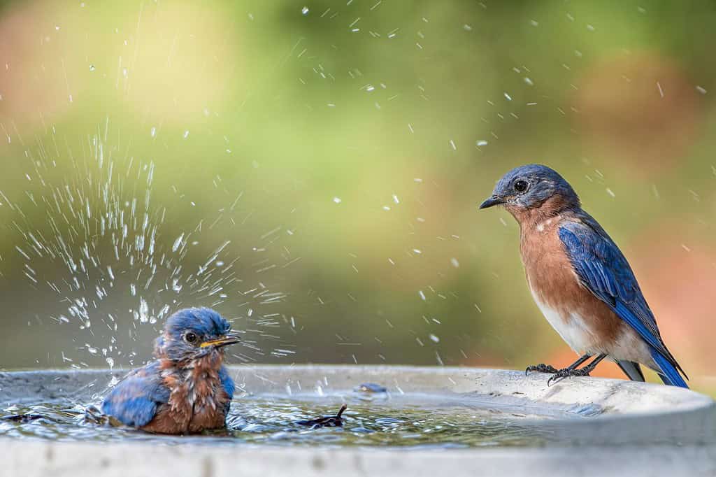 Eastern Bluebirds Splashing in Bird Bath During Summer Heat in Louisiana