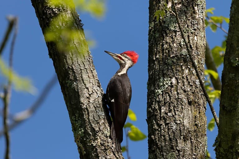 The pileated woodpecker.The bird native to North America.Currently the largest woodpecker in the United States after the critically endangered and possibly extinct ivory woodpecker.