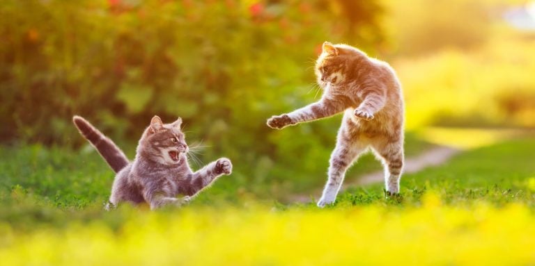 two striped cats play on a sunny green lawn bouncing high and releasing claws