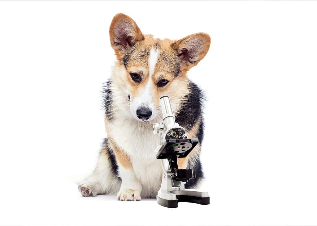 dog laboratory assistant and microscope