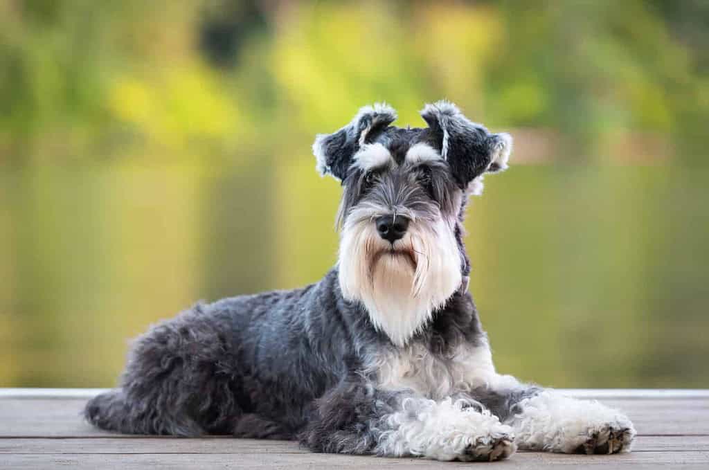 Dog laying on pier of river, green background. Mini schnauzer pup, salt and pepper; black and white obedient dog. He has a long beard and striking eyebrows.