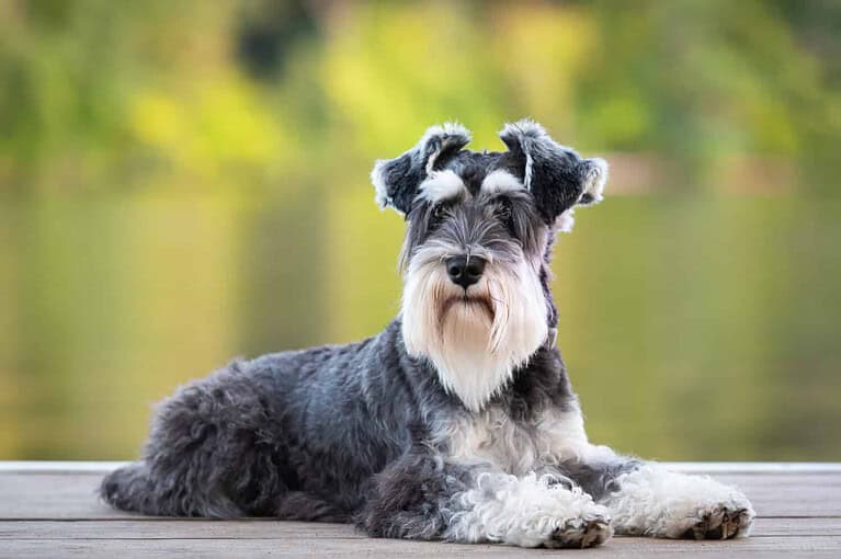 Dog laying on pier of river, green background. Mini schnauzer pup, salt and pepper; black and white obedient dog. He has a long beard and striking eyebrows.