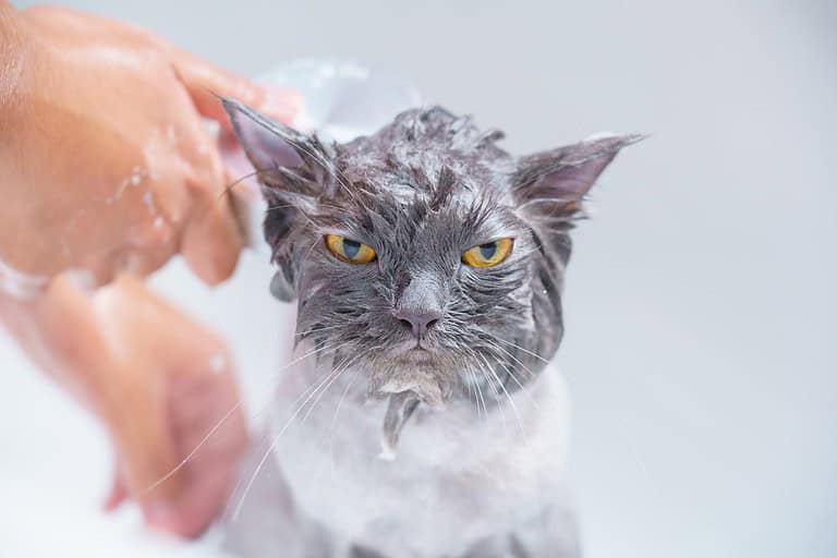 Soft focus and noise and grain. Hairdresser doing beauty care angry wet relaxing a bath or beauty salon for boring persian cat or kitten and Yellow eyes fierce or shower in groomer salon grooming.