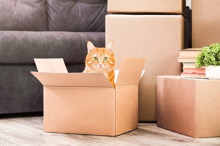 ginger cat in boxes in the home room, moving to a new house