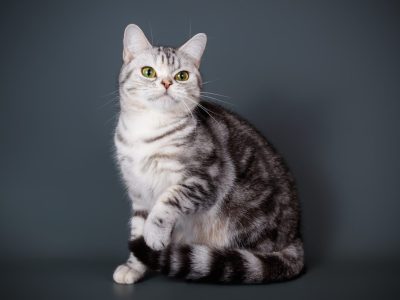 A How Much Is an American Shorthair Cat? Know These Costs Before You Commit
