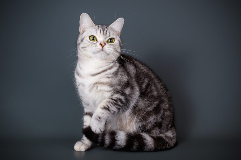 Studio photography of an American shorthair cat on colored backgrounds