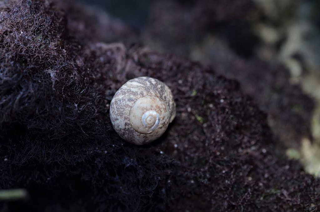 Tegula fasciata seashell on a shoreline in the Florida Keys.