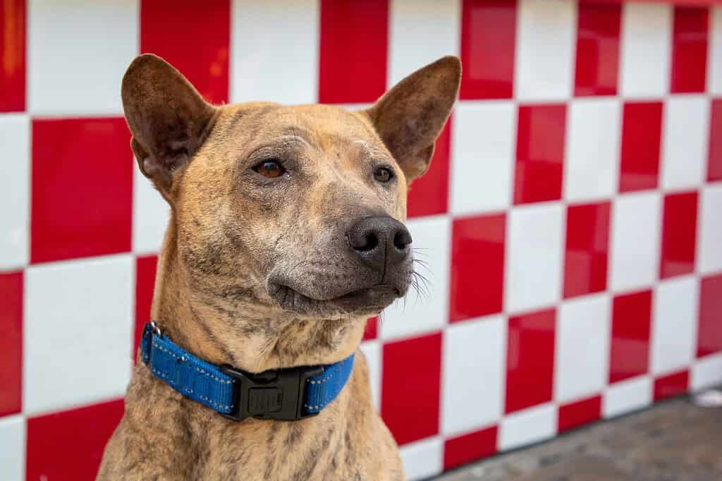 A rare Phu Quoc ridgeback dock