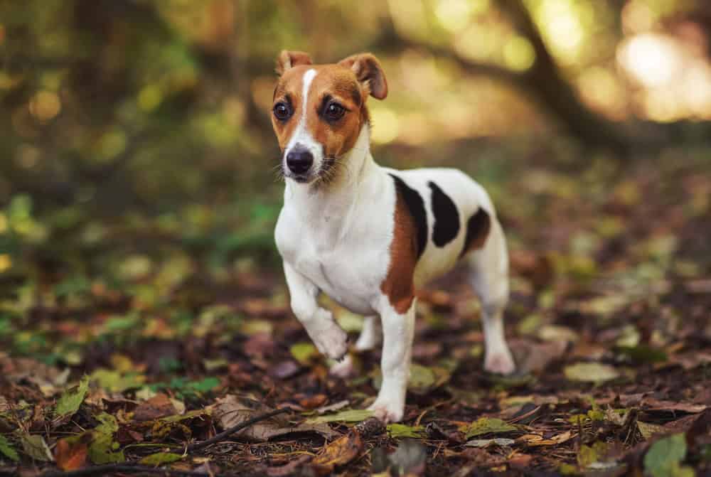 Top 9 Reasons Why Dogs Put Their Ears Back, and What They're Saying - A ...