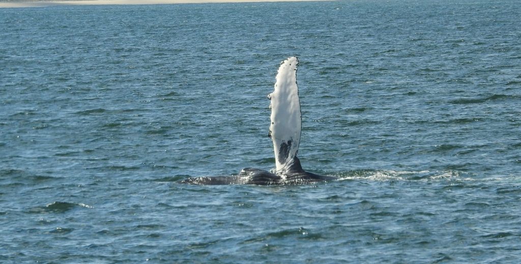 Pectoral fin of Juvenile Humpback Whale New Jersey Coast