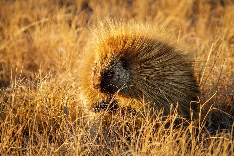 North American Porcupine in the prairie grass