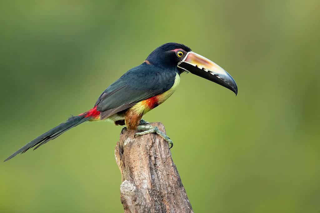 The collared araçari (Pteroglossus torquatus) is a toucan, a near-passerine bird. It breeds from southern Mexico (North America) to Panama; also Ecuador, Colombia, Venezuela and Costa Rica.
