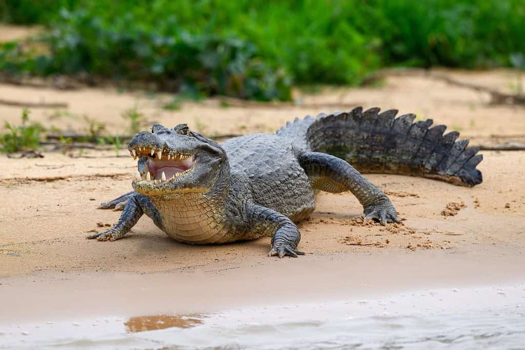 Caiman with open mouth sunbathing on the river's sandbank in Pantanal, Brazil