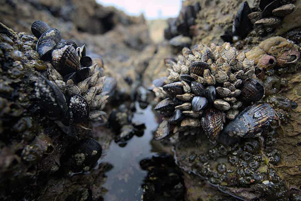 Clusters of mussels and barnacles above a tidepool