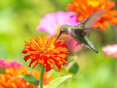 A Do Hummingbirds Like Zinnias? Growing Tips + 8 Other Flowers Hummingbirds Love