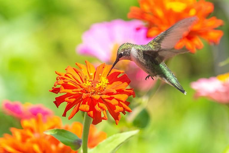 Ruby throated hummingbird sipping nectar from orange zinnia flower blooming in garden