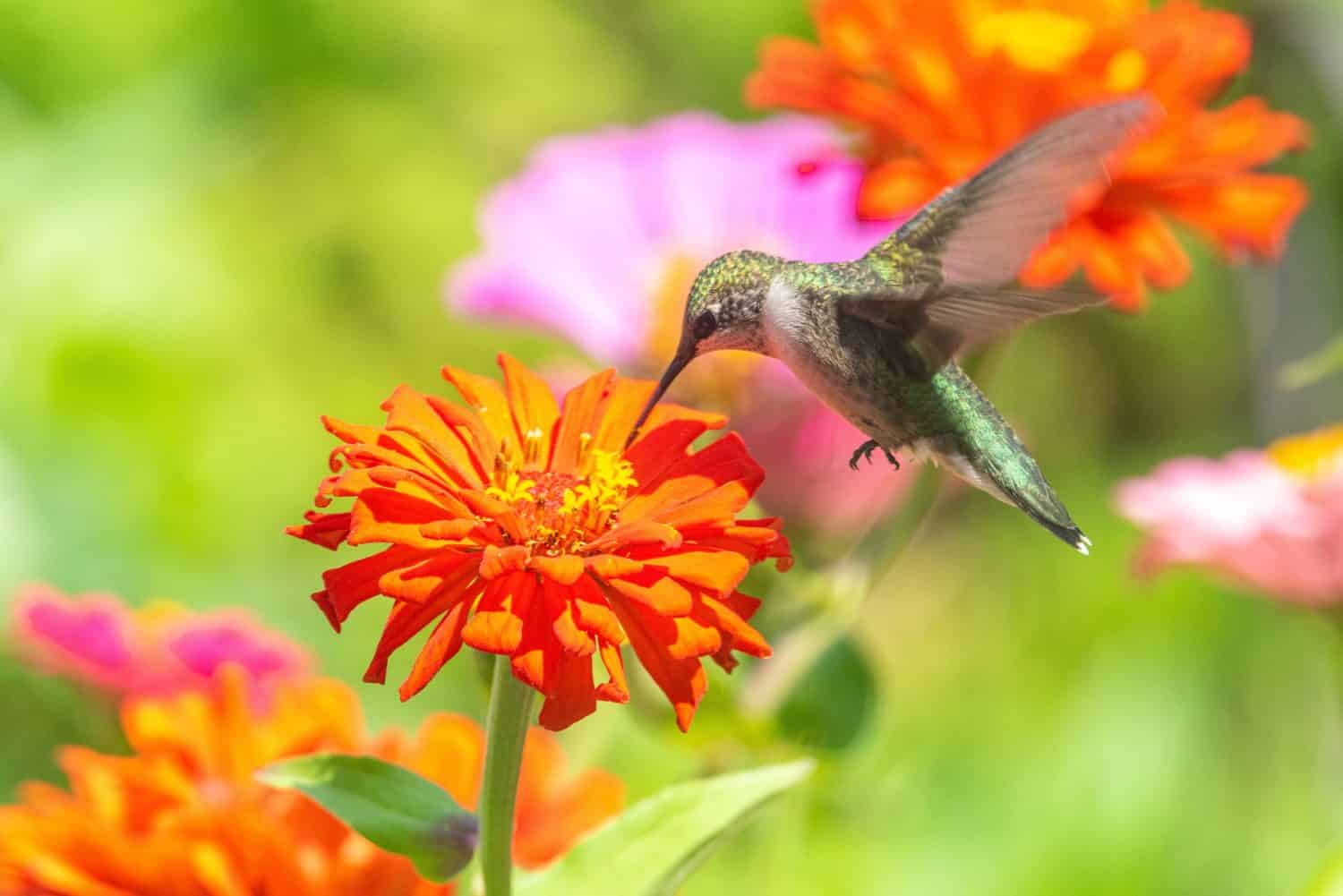 Ruby throated hummingbird sipping nectar from orange zinnia flower blooming in garden