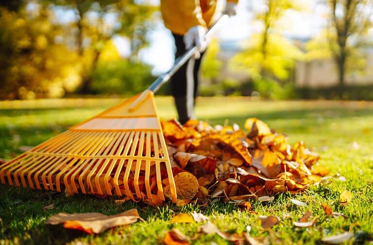 Collection of fallen leaves. Raking autumn leaves from the lawn on the lawn in the autumn park. Using a rake to clear fallen leaves. The concept of volunteering, seasonal gardening.