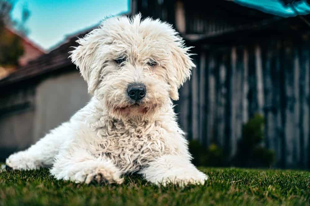 Komondor the large Hungarian sheepdog, puppy