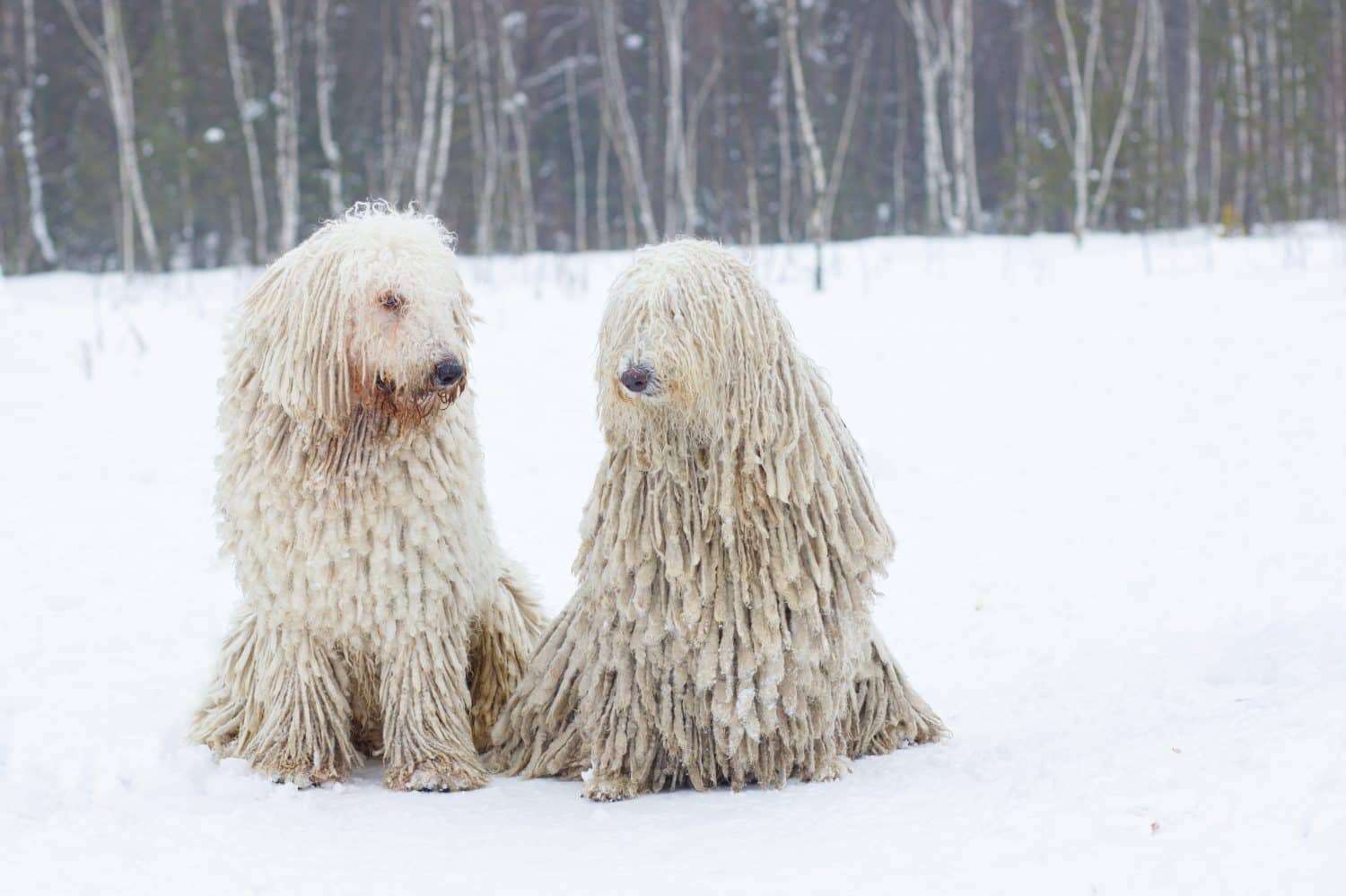Komondor dogs in the snow sit and look at each other. High quality photo