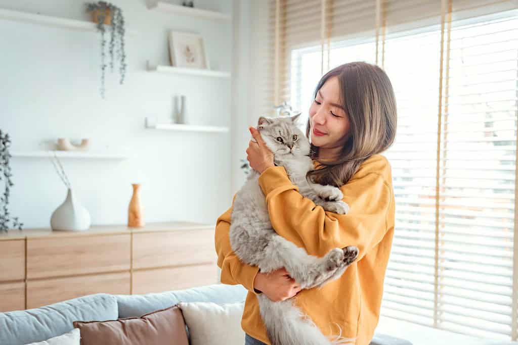 Happy young asian woman hugging cute grey persian cat on couch in living room at home, Adorable domestic pet concept.