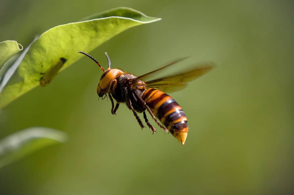 The Largest Wasps on Earth Pack Powerful Stings - A-Z Animals