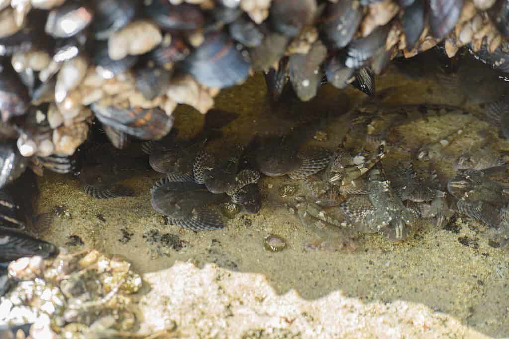 Sculpins in a tidepool at Hug Point