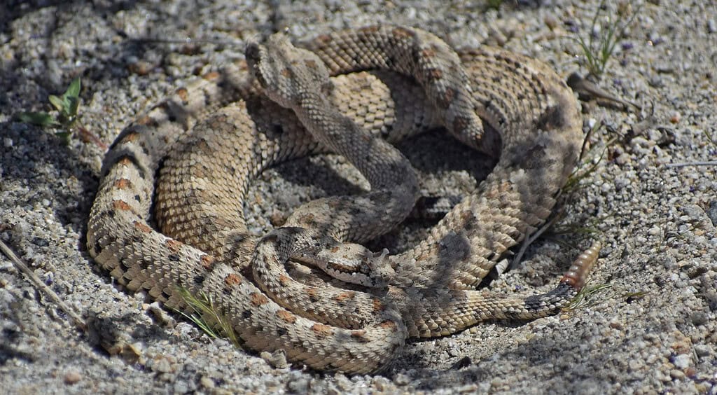Mojave Desert Sidewinder, Crotalus cerastes cerastes, also called horned rattlesnake or sidewinder rattlesnake. This is a pair of mating venomous pit vipers found in Joshua Tree National Park.
