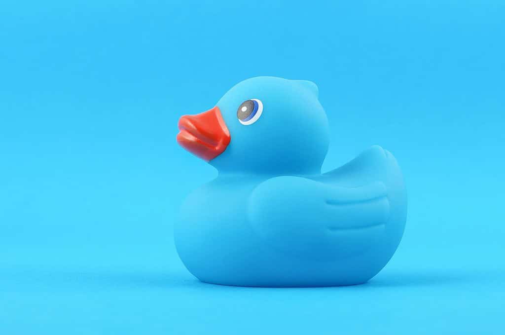 Blue rubber bath duck isolated on the blue background