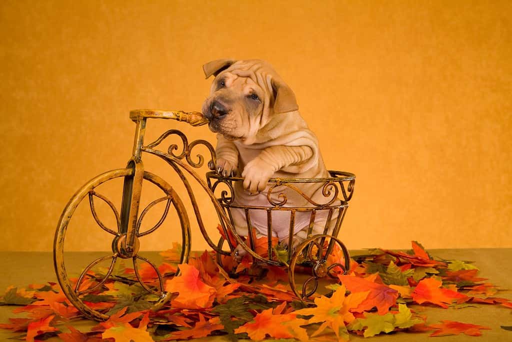 Cute Sharpei puppy sitting inside mini tricycle with autumn fall leaves
