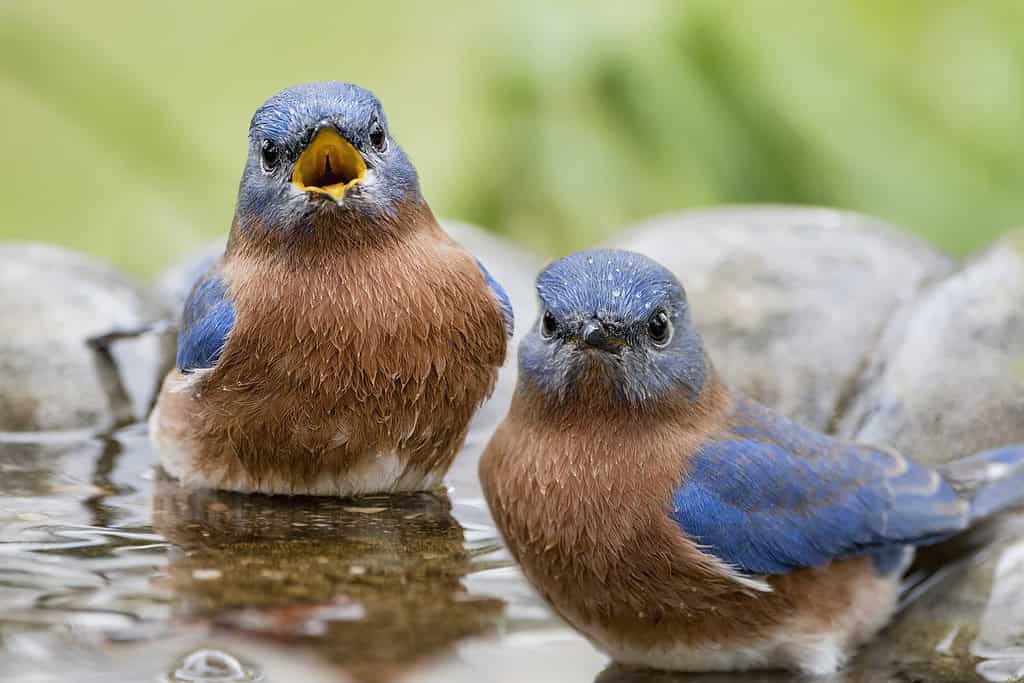 Male Eastern Bluebirds in Birdbath in Louisiana Autumn