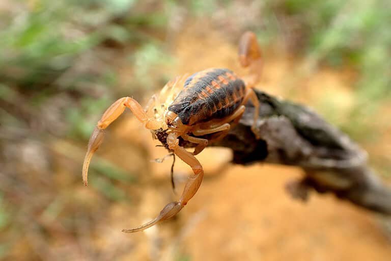 Striped Bark Scorpion