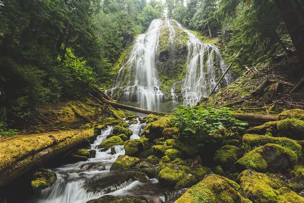 Beautiful waterfall landscape in lush, green forest. Proxy Falls, Oregon, USA.