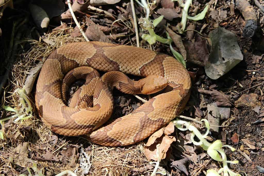 Osage Copperhead (Agkistrodon contortrix phaeogaster) in Southwestern Missouri