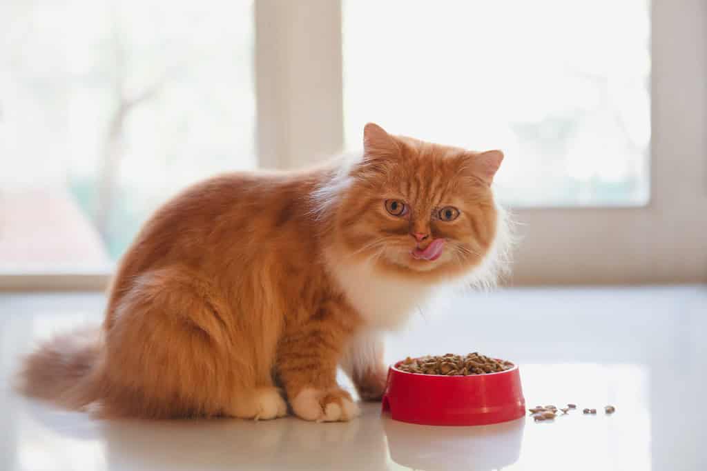 Persian cat eating dry cat food