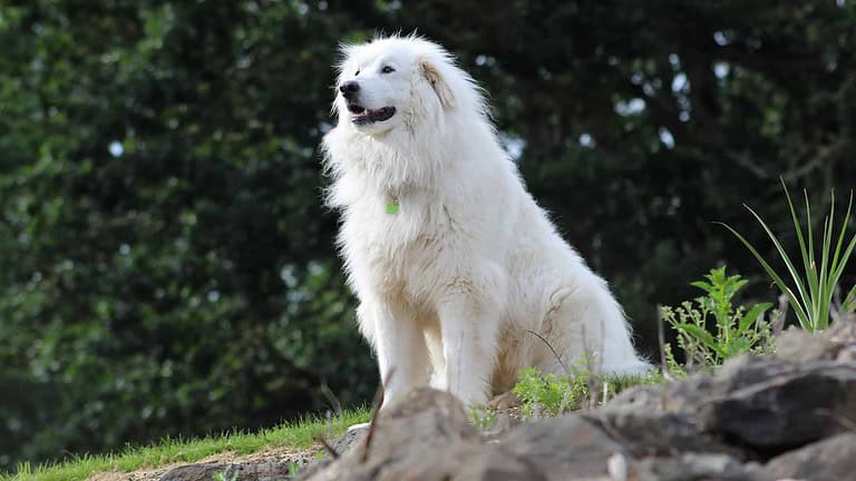 Great Pyrenees Shed