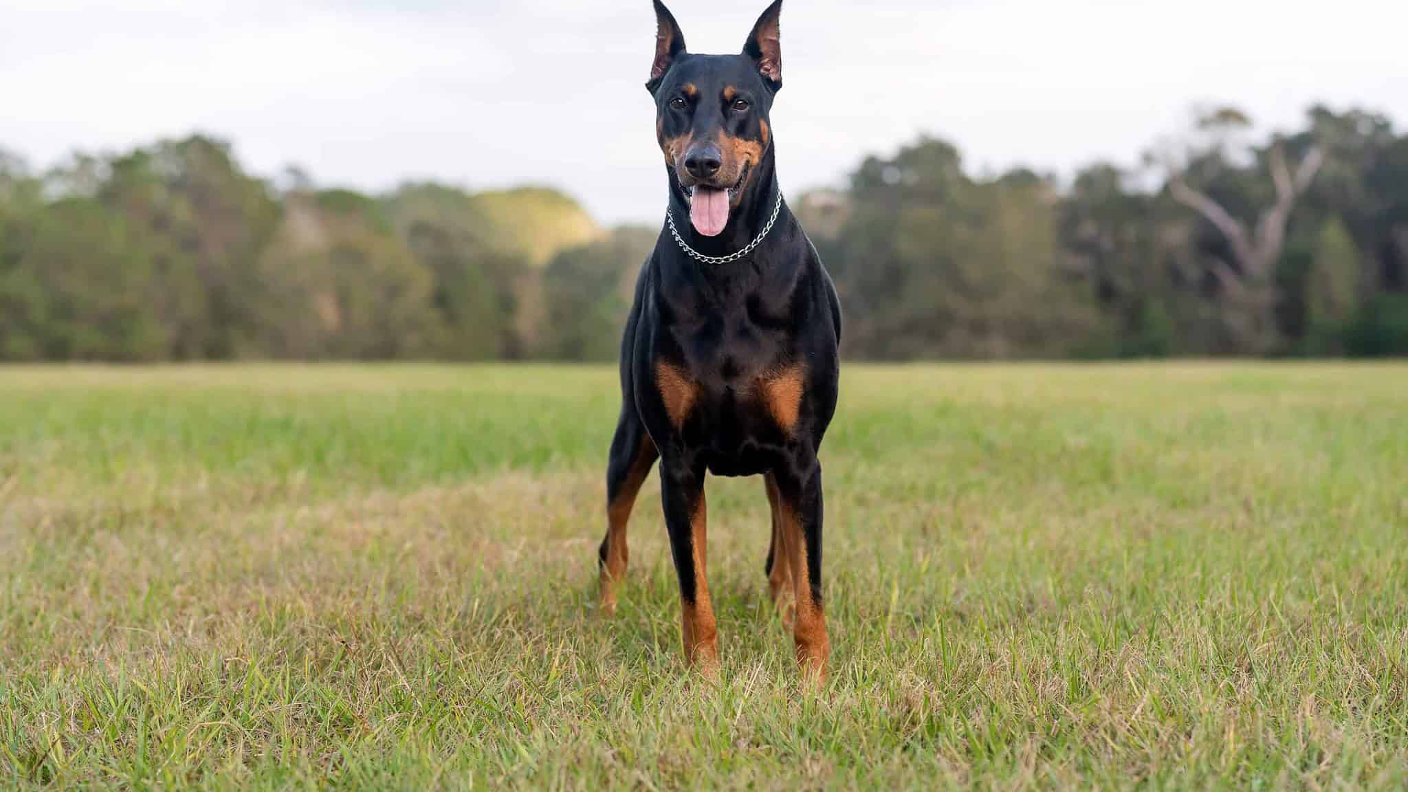 7 Reasons Doberman Pinschers Are the Best Guard Dogs - A-Z Animals