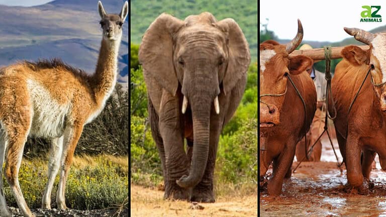 Working Animals You Can Ride