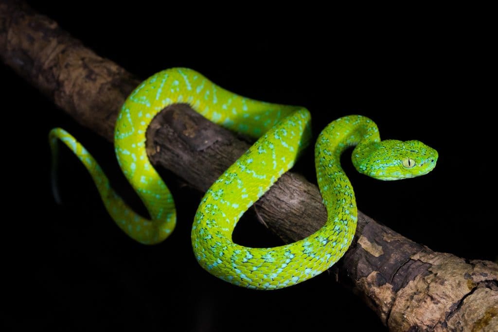 Guatemalan palm pit viper