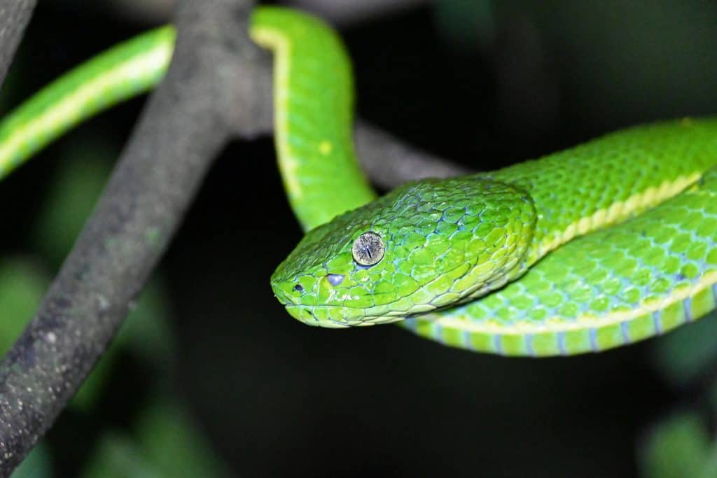 Side-striped pit viper