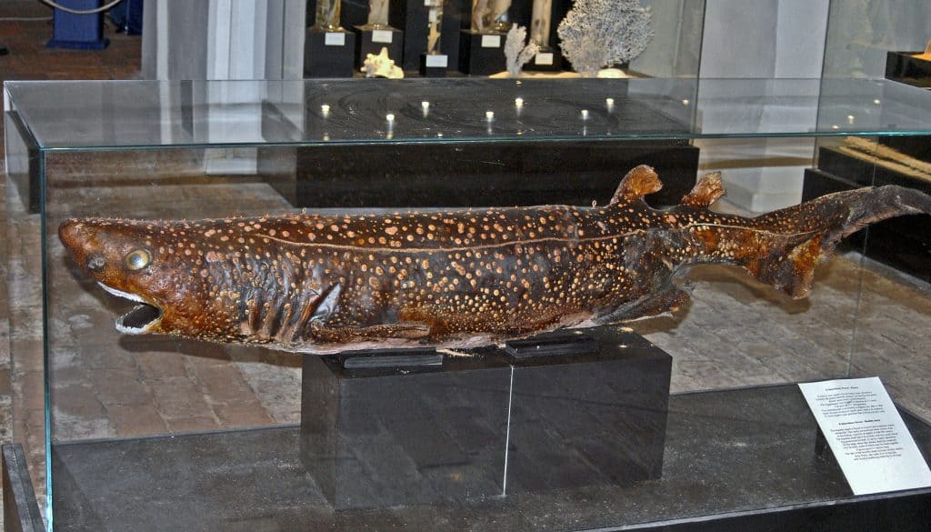 Bramble shark
