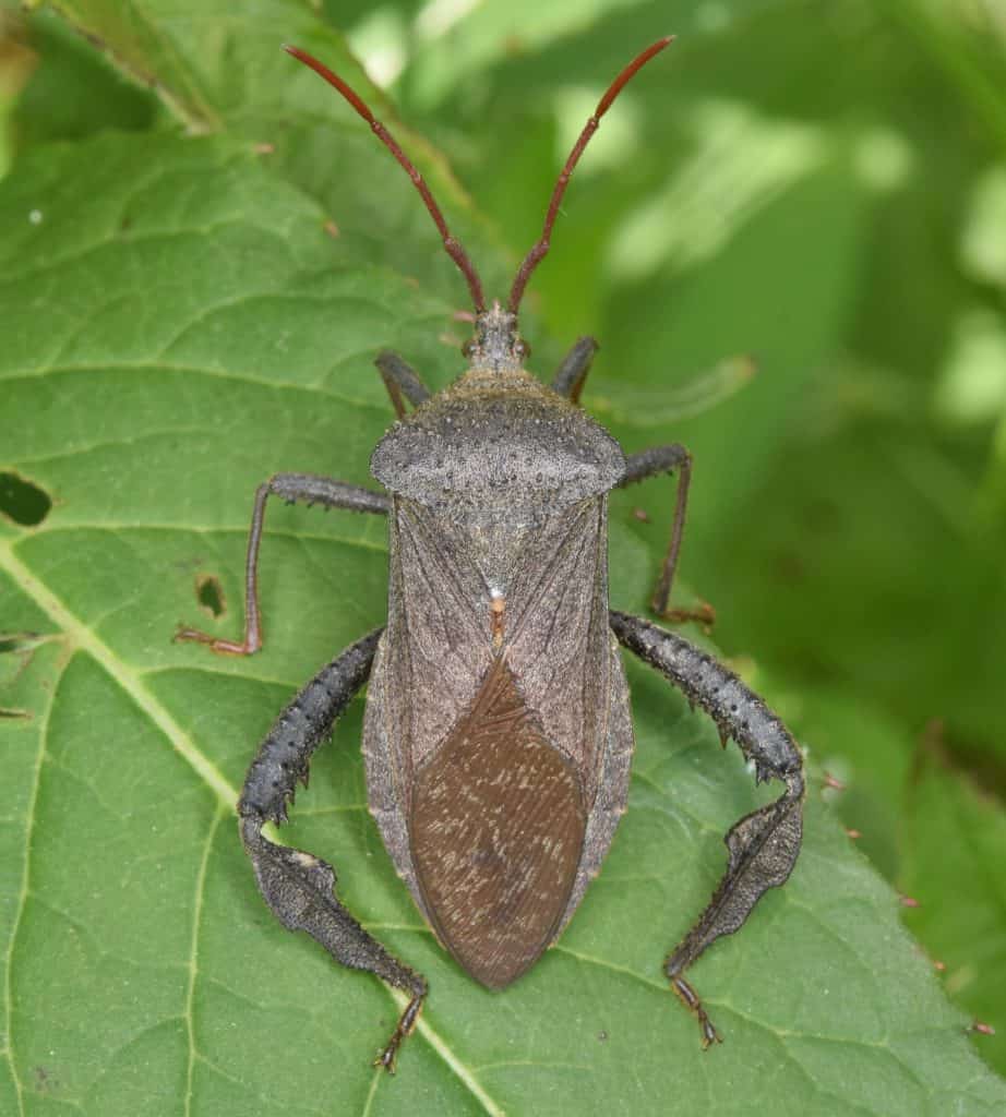 Leaf-footed bug