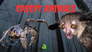Scary Animals: The 10 Creepiest Animals in the World photo