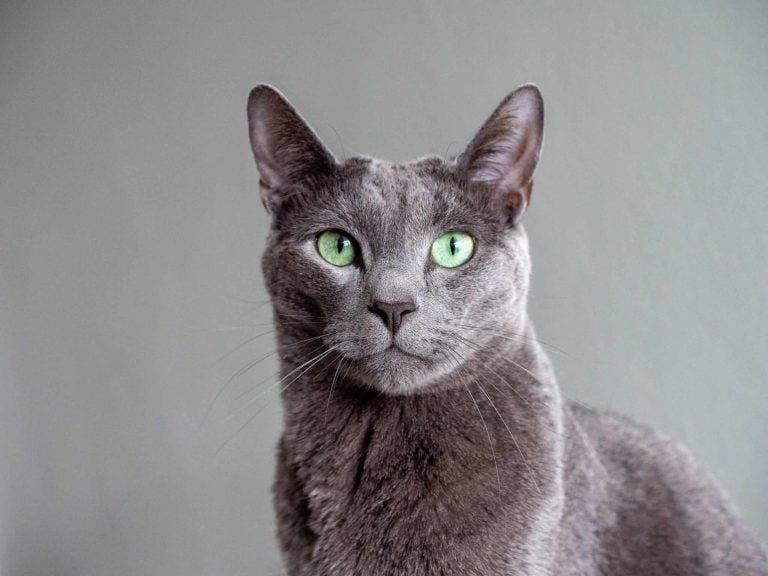 Russian Blue