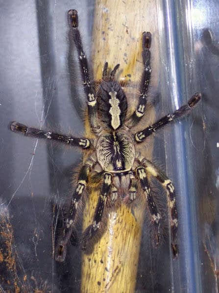 Fringed ornamental tarantula Poecilotheria ornata