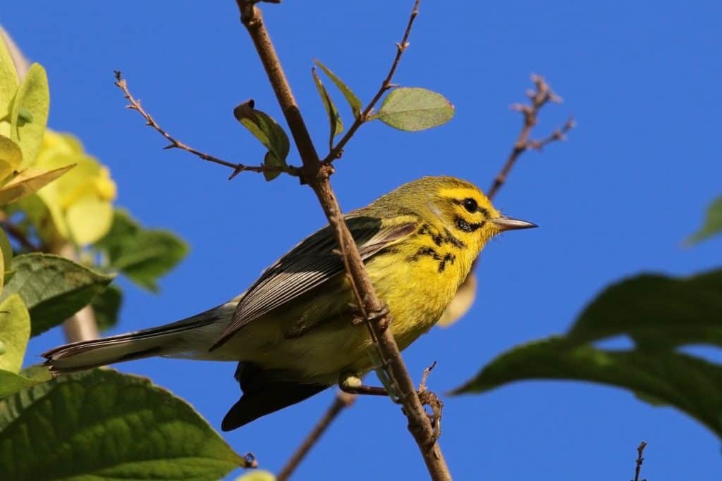 prairie warbler