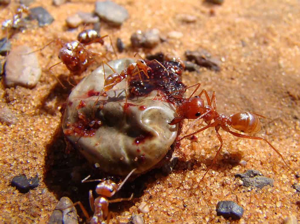 Saharan silver ants