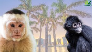 6 Types of Monkeys You Might See in Florida in 2024 photo